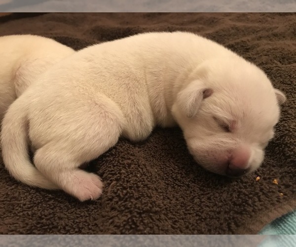Medium Photo #19 Labrador Retriever Puppy For Sale in ESCONDIDO, CA, USA