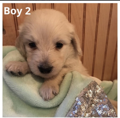Goldendoodle Puppy for sale in OTTAWA LAKE, MI, USA