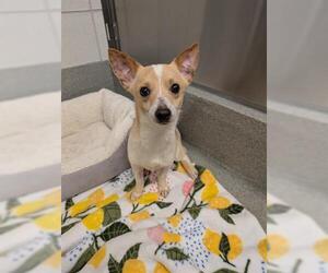 Chihuahua Dogs for adoption in San Martin, CA, USA