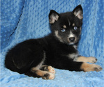 Small Photo #2 Pomsky Puppy For Sale in DENTON, TX, USA