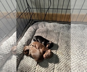 Dachshund Puppy for sale in UNIONVILLE, IA, USA