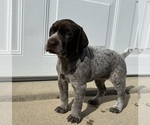Small #3 German Shorthaired Pointer