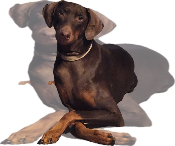 Medium Photo #1 Doberman Pinscher Puppy For Sale in CLINTON, OH, USA