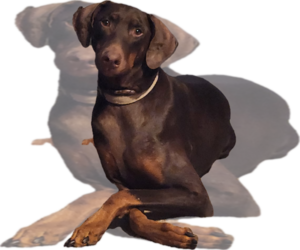 Mother of the Doberman Pinscher puppies born on 01/01/2026