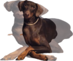 Small Photo #1 Doberman Pinscher Puppy For Sale in CLINTON, OH, USA