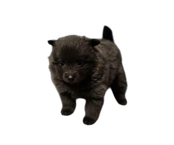 Medium Photo #6 Pomeranian Puppy For Sale in ALBANY, NY, USA