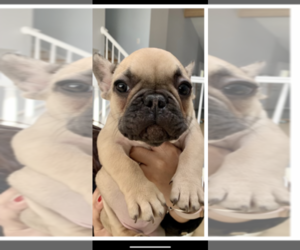 French Bulldog Puppy for sale in ADDISON, IL, USA