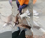 Small Photo #3 Siberian Husky Puppy For Sale in DANBURY, CT, USA