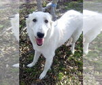 Small #11 Great Pyrenees