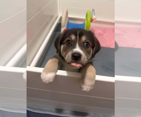 Medium Photo #9 Great Pyrenees-Unknown Mix Puppy For Sale in Houston, TX, USA