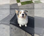 Small #1 Australian Shepherd
