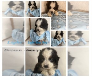 Miniature American Shepherd Puppy for sale in MOUNT AYR, IA, USA