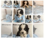 Image preview for Ad Listing. Nickname: Lt Blue