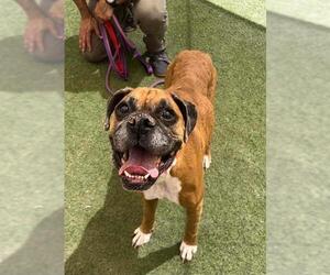 Boxer-Unknown Mix Dogs for adoption in Las Vegas, NV, USA