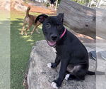 Small #2 American Pit Bull Terrier Mix