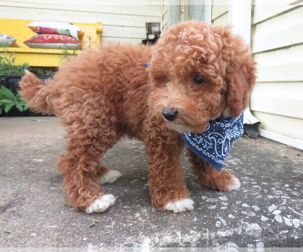 Medium Photo #6 Miniature Labradoodle Puppy For Sale in DONGOLA, IL, USA