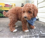 Puppy Everest Miniature Labradoodle