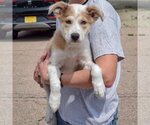 Small #2 Australian Shepherd-Collie Mix