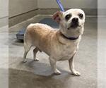 Small Chihuahua