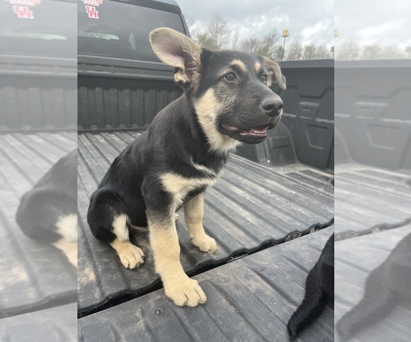 Medium Photo #3 German Shepherd Dog Puppy For Sale in KINGWOOD, TX, USA