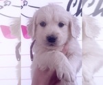 Small #17 English Cream Golden Retriever