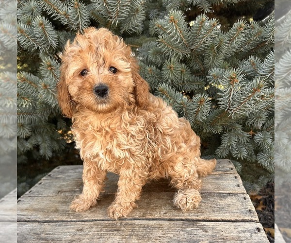 Medium Photo #5 Goldendoodle (Miniature) Puppy For Sale in MIDDLEBURY, IN, USA