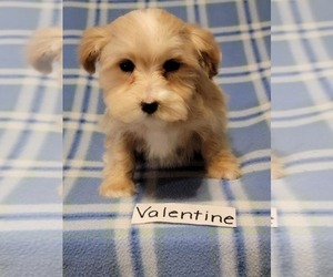 Maltipoo Puppy for sale in CLARKRANGE, TN, USA