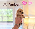 Amber - Willow Mae Litter - Male Mutt Dog for Adoption - Small photo