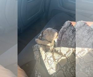 Puggle Puppy for sale in NEWARK, NJ, USA