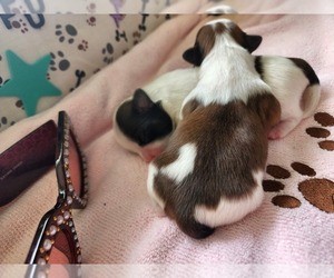 Mal-Shi-Shih Tzu Mix Puppy for sale in FORT LAUDERDALE, FL, USA