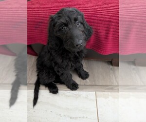 Goldendoodle Puppy for sale in OKLAHOMA CITY, OK, USA
