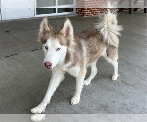 Siberian Husky-Unknown Mix Dogs for adoption in Grand Prairie, TX, USA