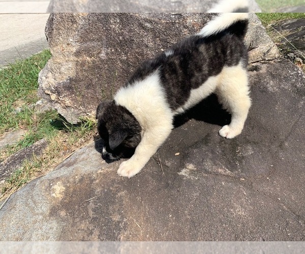 Medium Photo #8 Akita Puppy For Sale in UNION CITY, GA, USA