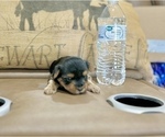 Small Photo #14 Morkie Puppy For Sale in CASSVILLE, MO, USA