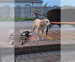 Small #3 Labrador Retriever Mix