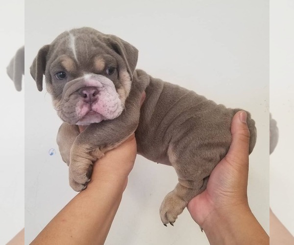 Medium Photo #1 Bulldog Puppy For Sale in CARSON, CA, USA