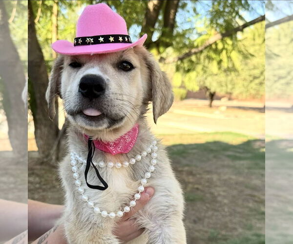 Medium Photo #2 Mutt Puppy For Sale in Goodyear, AZ, USA