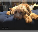 Small #2 Miniature Labradoodle