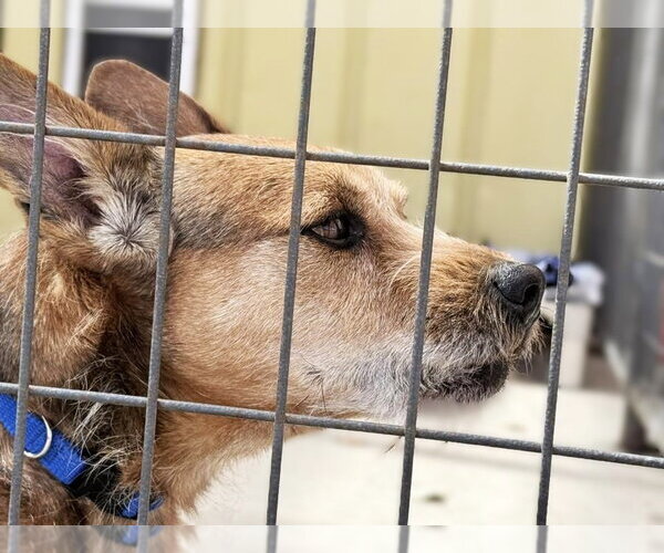 Medium Photo #3 Mutt Puppy For Sale in Diamondville, WY, USA