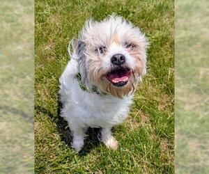 Shih Tzu-Toy Fox Terrier Mix Dogs for adoption in Akron, OH, USA
