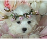 Small #4 Maltese