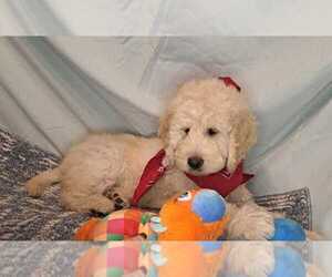 Goldendoodle Puppy for sale in GLADEWATER, TX, USA