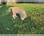Small Photo #15 Labradoodle Puppy For Sale in CANON, GA, USA
