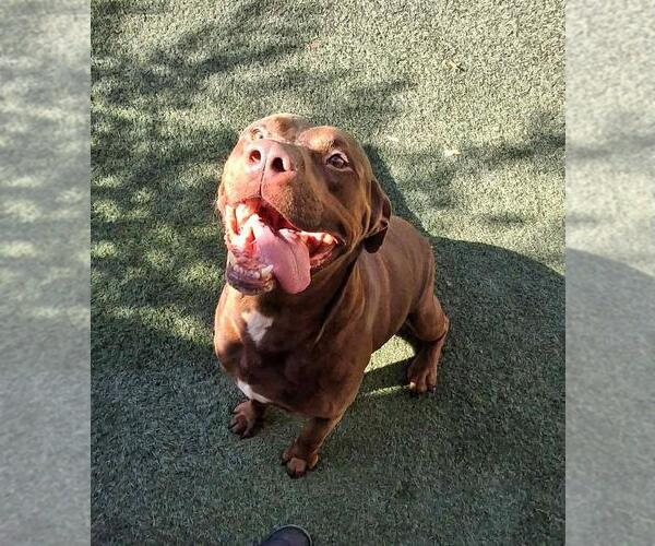 Medium Photo #6 American Pit Bull Terrier-Labrador Retriever Mix Puppy For Sale in Rockwall, TX, USA