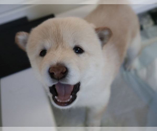 Medium Photo #39 Shiba Inu Puppy For Sale in WINTER PARK, FL, USA