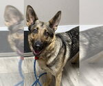 Small German Shepherd Dog