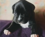 Puppy AKC Male Boxer