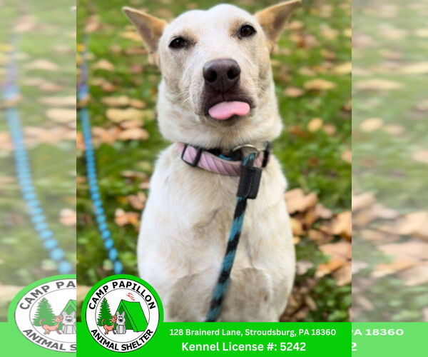 Medium Photo #2 Red Heeler-Unknown Mix Puppy For Sale in Stroudsburg, PA, USA