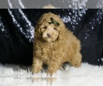 Small #5 Maltipoo