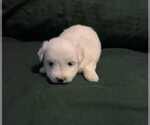 Puppy Alex Coton de Tulear